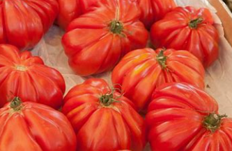 Tomates coeur de boeuf  (kg)
