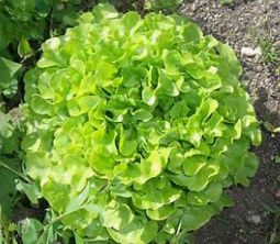 Salade feuille de chêne verte  (pc)