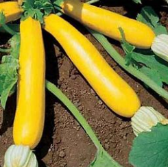 Courgettes jaunes  (~200 gr)