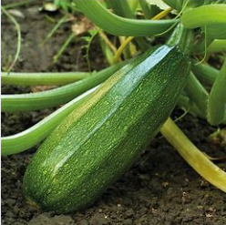 Courgettes vertes  (pc)