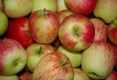 Pommes Delbart  (kg)