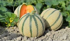 Melon  (pc)