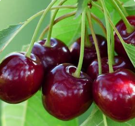 Abricots  (kg)
