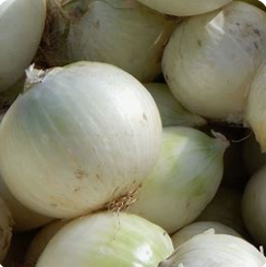 Oignons blancs  (kg)