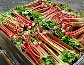 Rhubarbe en bouquet de bâtons  (kg)