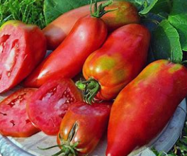 Tomates Andine  (kg)