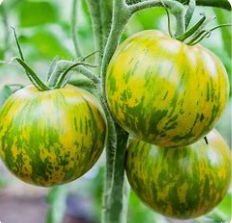 Tomates Green Zebra  (kg)