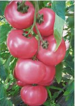 Tomates Honey Moon  (kg)