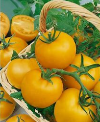 Tomates Lemon Boy  (kg)