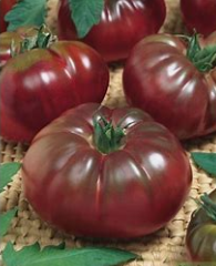 Tomates Noire de Crimée  (kg)