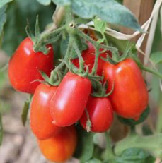 Tomates Roma  (kg)