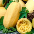 Courge spaghetti  (~1 kg)
