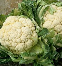 Chou-fleur  (kg)