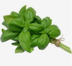 Basilic (botte)  (pc)