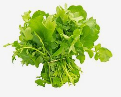 Cresson de jardin en botte  (pc)