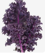 Chou Kalé violet  (pc)
