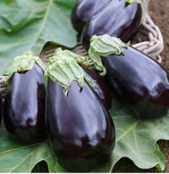 Aubergine classique  (kg)