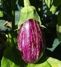 Aubergine striée  (kg)