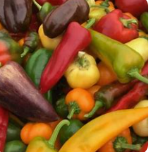 Poivrons doux allongés en mélange  (kg)