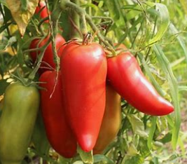 Tomates cornues  (kg)