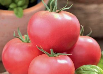 Tomates roses de Berne  (kg)