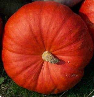 Potimaron rouge vif  (~5 kg)