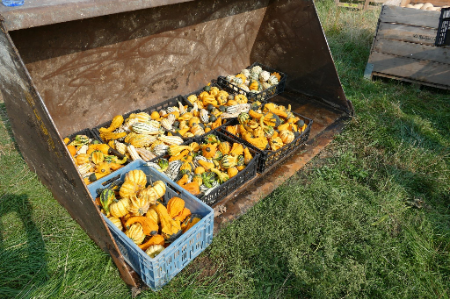 Citrouille d'Halloween  (~4,5 kg)