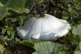 Pâtisson  (~1 kg)